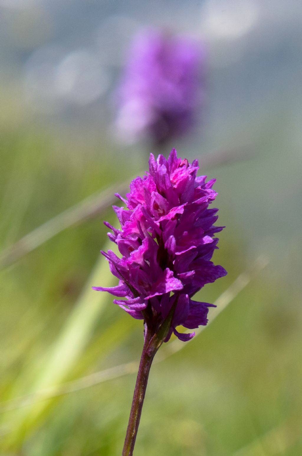 x Dactylodenia tourensis (Godfery) B.Bock 2012